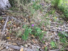 Centratherum punctatum