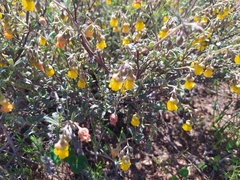 Hermannia multiflora