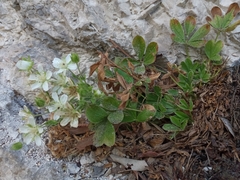 Potentilla caulescens