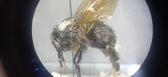 Bombus funebris
