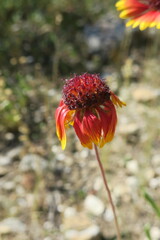 Gaillardia pulchella
