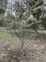 Cercocarpus