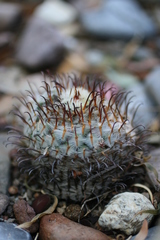 Mammillaria perezdelarosae