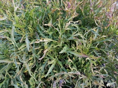 Brassicaceae