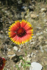 Gaillardia pulchella
