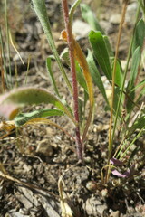 Gaillardia pulchella