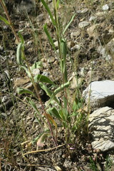 Gaillardia pulchella