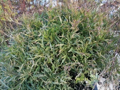 Brassicaceae