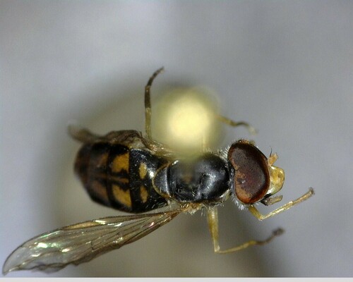 iNaturalist observation photo of Margined Calligrapher