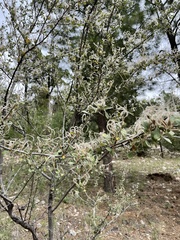 Cercocarpus