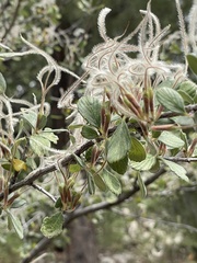 Cercocarpus