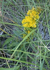 Solidago sempervirens