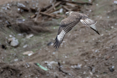 Buteo hemilasius