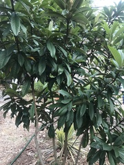 Eriobotrya japonica