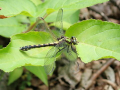 Ophiogomphus carolus