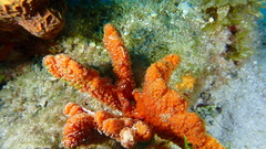 Ptilocaulis walpersii