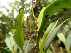 Stelis