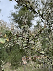Cercocarpus
