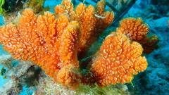 Ptilocaulis walpersii