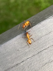 Camponotus castaneus