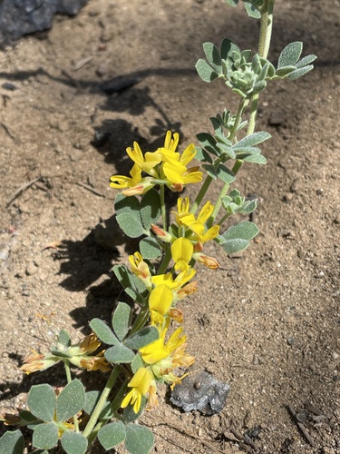 Image of Acmispon decumbens by no rights reserved