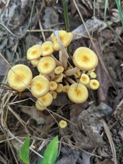 Desarmillaria