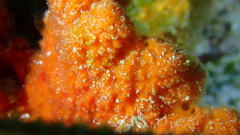 Ptilocaulis walpersii