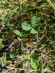 Therion circumflexum