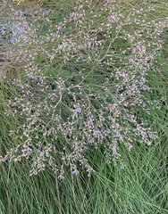 Limonium carolinianum