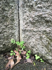 Piper excelsum excelsum