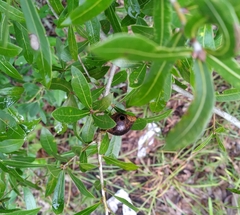 Amphibolips