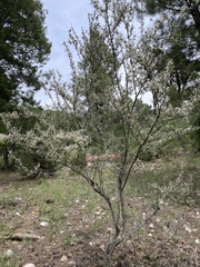 Cercocarpus