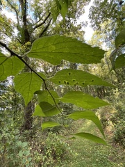 Celticecis spiniformis