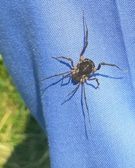 Erginulus subserialis