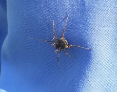 Erginulus subserialis