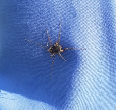 Erginulus subserialis