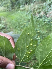 Celticecis spiniformis