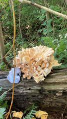 Laetiporus cincinnatus