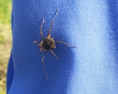 Erginulus subserialis