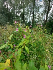 Impatiens glandulifera