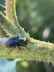 Cochliomyia