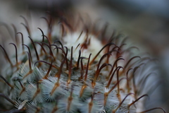 Mammillaria perezdelarosae