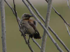 Chalcomitra fuliginosa