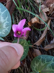 Cyclamen purpurascens