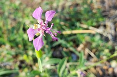 Clarkia rhomboidea