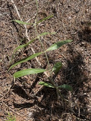 Asclepias viridiflora