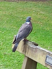 Columba palumbus
