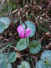 Cyclamen purpurascens
