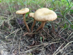 Desarmillaria caespitosa
