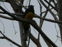 Trogon melanocephalus
